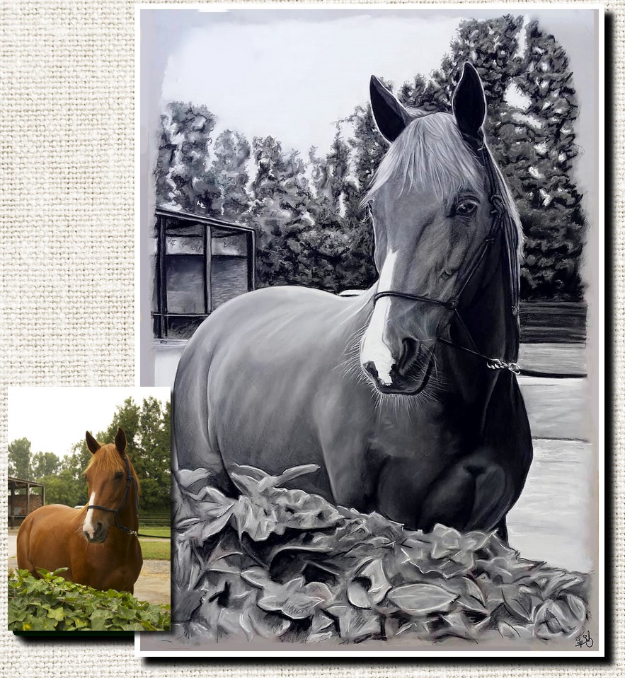 Portrait noir et blanc réalisé à la main, technique pastel sec sur papier, portrait d'après photo, dessinateur portraitiste, portrait pastel de chevaux, portrait animalier