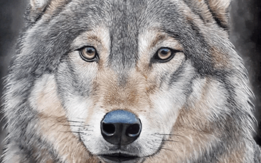 Portrait d’un loup au pastel couleur