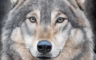 Portrait d’un loup au pastel couleur