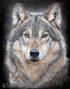 Portrait d'un loup au pastel couleur, portrait d'après photo, portrait animalier, dessinateur portraitiste